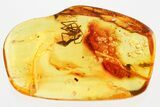 Detailed Fossil Spider (Araneae) In Baltic Amber #367288-1